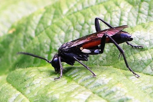 Réf. 247 701 : Macrophya blanda